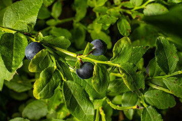 Ripe blueberries hanging from a bush ready to be picked and eaten.