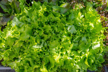 Green fresh salad growing in a backyard.