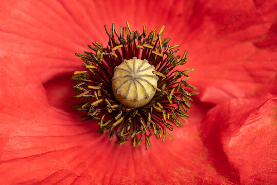 Closeup of stamen, stigma, filament of a blooming red poppy flower..
