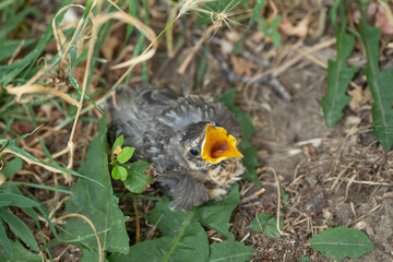 Abandoned hungry baby robin bird who fell out of nest on the ground with open beak mouth begging for food