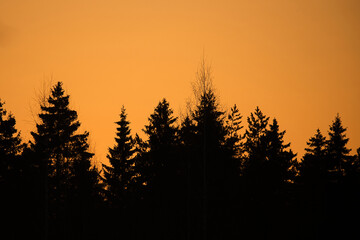 Obraz na płótnie Canvas Landscape of sunset in a forest