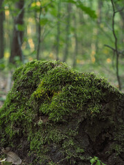 Ścięty pień drzewa porośnięty mchem © Micha