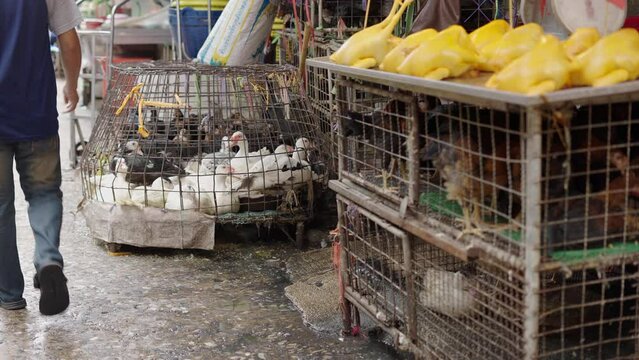 Birds caged in poor health conditions in Bangkok flea street market 