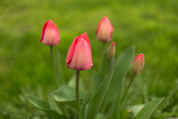pink tulip flower