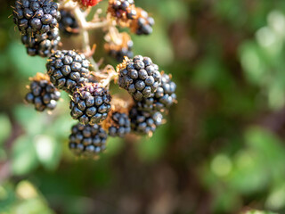 Black Rubus ulmifolius berries on a branch on a natural background