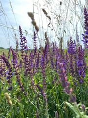 lavender field in region