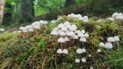 mushrooms growing in the forest