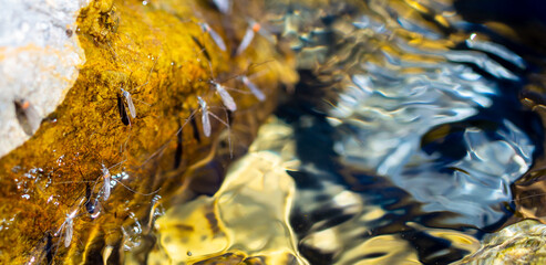 Swarm of mosquitoes on the background of the lake. A flock of mosquitoes near ponds.