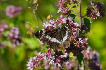 White admiral (Limenitis camilla) butterfly sitting on light pink flower in Zurich, Switzerland