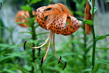 Orange Blüte einer Tigerlilie