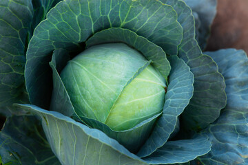 Fresh, white cabbage growing in a vegetable garden on a farm. Organic farming.