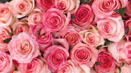 Background of pink roses.