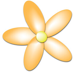 Colorful Daisy Flowers