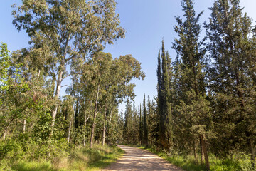 Fototapeta na wymiar Spring forest of Ben Shemen with pines and cypresses. Natural landscape. Nature of Israel.