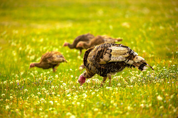 Turkeys walk on the grass in a green meadow in a pasture. Animal husbandry and agriculture in the mountains.