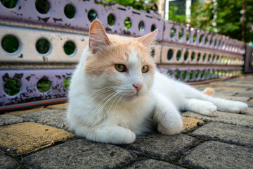 White cat breed (Turkish Van) lies close-up on the street.