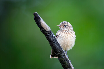 The European stonechat  is a small passerine bird that was formerly classed as a subspecies of the common stonechat.