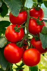 Beautiful red ripe heirloom tomatoes grown in a greenhouse. Gardening tomato