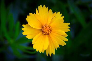 A daisy-type flower in close-up on a dark background.