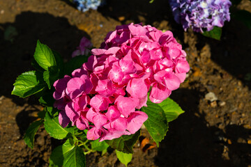 Pink Hydrangea macrophylla, bigleaf hydrangea, is one of the most popular landscape shrubs owing to its large mophead flowers.