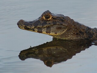 crocodile in the water