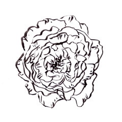 rose flower, graphic black and white drawing