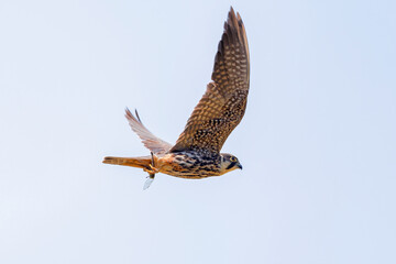 Eurasian hobby flying with dragonfly
