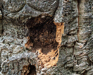 opened bark closeup of a cork oak tree, détail de l'écorce ouverte d'un chêne liège