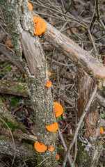 Hongos naranjas (pycnoporus sanguineus) en tronco