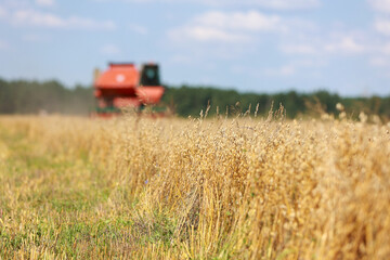 combine harvester driving through field collecting grain in summer. Harvesting of early grains and...