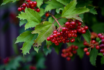 red viburnum, symbol of Ukraine, branches of viburnum, red fruits of mountain ash against the background of green leaves, closeup, abstract photography, banner, card, beautiful photos, high quality