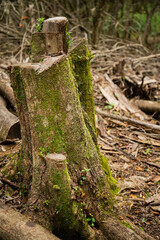 Obraz premium Tocon con musgo