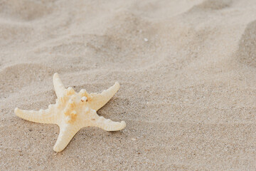 A beautiful large starfish lies on the yellow sand on the beach, selective focuse, blurred background