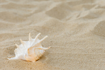 Large sea shells lie on yellow sand, sunny day, space for text, copy space