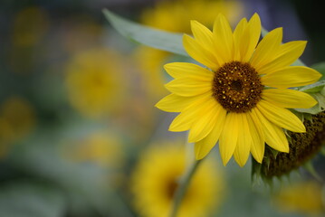 Yellow sunflower Yellow sunflower flowers, close-up sunflower flowers, sunflower flowers on a green background