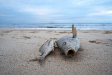 Low angle Close Up of two dead fish on the beach poisoned by the sweet water running from the...