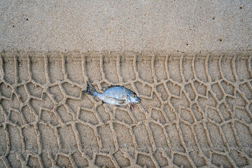 top view of dead fish on the beach with tyre track marks in the sand