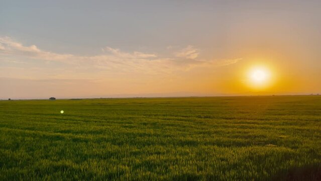 (Slow-Motion) Beautiful landscape at sunset in the Albufera Natural Park of Valencia (Spain) full of green rice fields.