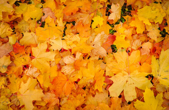 Autumn colorful orange, red and yellow maple leaves as background Outdoor.