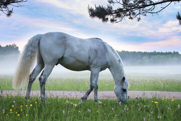 A white horse grazes in the fog in a meadow.