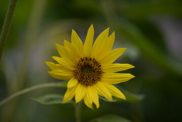 Yellow sunflower Yellow sunflower flowers, close-up sunflower flowers, sunflower flowers on a green background