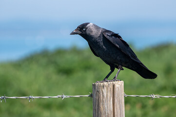 Jackdaw, Corvus monedula, perched on a wooden post