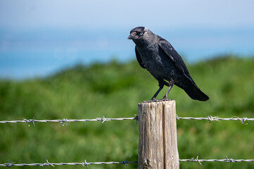 Jackdaw, Corvus monedula, perched on a wooden post