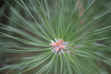 abstraction, photo of pine needles out of focus, green bokeh of a Christmas tree, on a green background, green pine trees, coniferous branches, young coniferous branches, coniferous cones, pine cones,