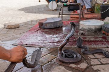 Cobra snake on a snake pit for tourists in Marrakesh, Morocco. Frightening snakes with wide neck