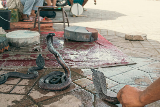 Cobra snake on a snake pit for tourists in Marrakesh, Morocco. Frightening snakes with wide neck