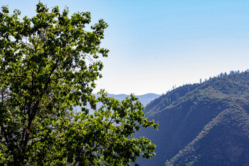 oak tree and mountains