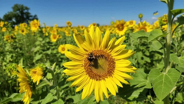 Slow Motion video of a Bumblebee feeding in a sunflower then flying away. A bumblebee busily feeds on a bright sunflower before swiftly taking flight, leaving the vibrant bloom swaying gently.