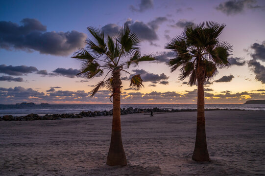 Two palm trees on a beach in southern California at sunrise. The beach is in San Diego