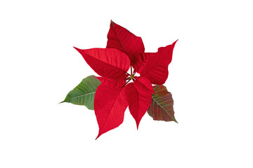 Poinsettia Christmas Eve flower isolated transparent png. Flor de Pascua. Red euphorbia pulcherrima plant.